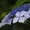 ガク紫陽花