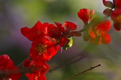 どんどんどん咲く