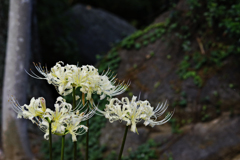 彼岸花白花