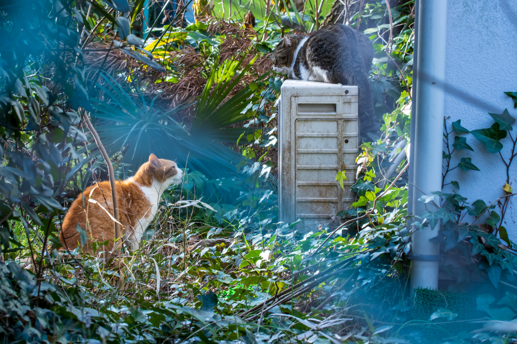 猫の春