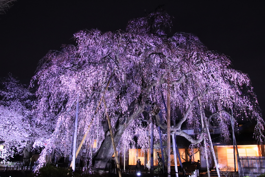 幽麗　夜の枝垂れ桜