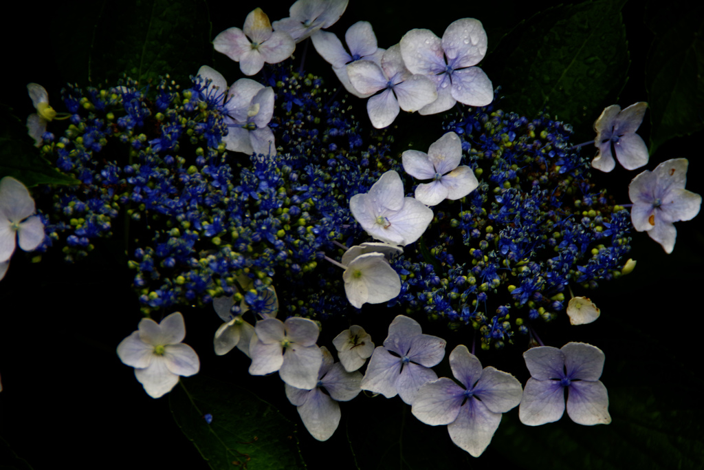 ガクアジサイ　花火
