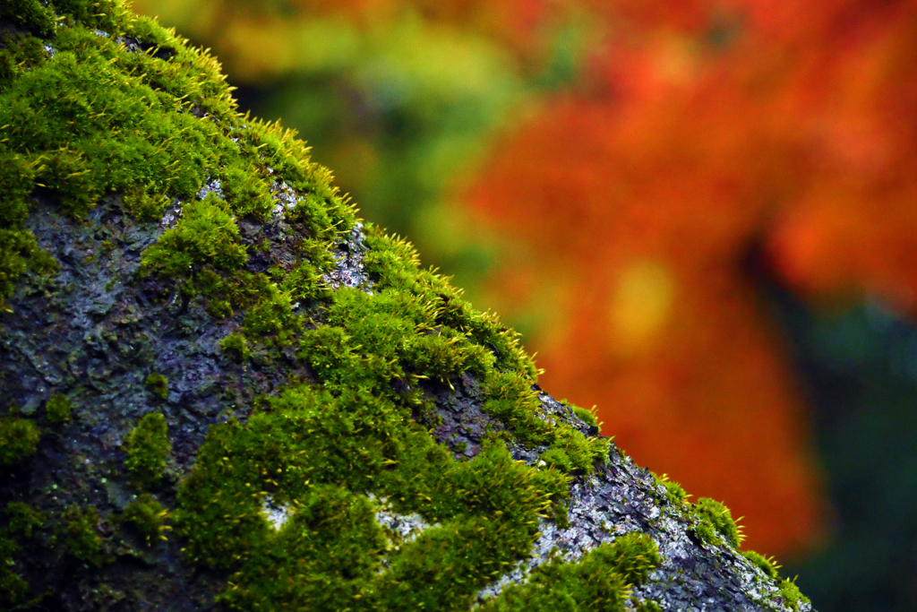 秋に苔生す