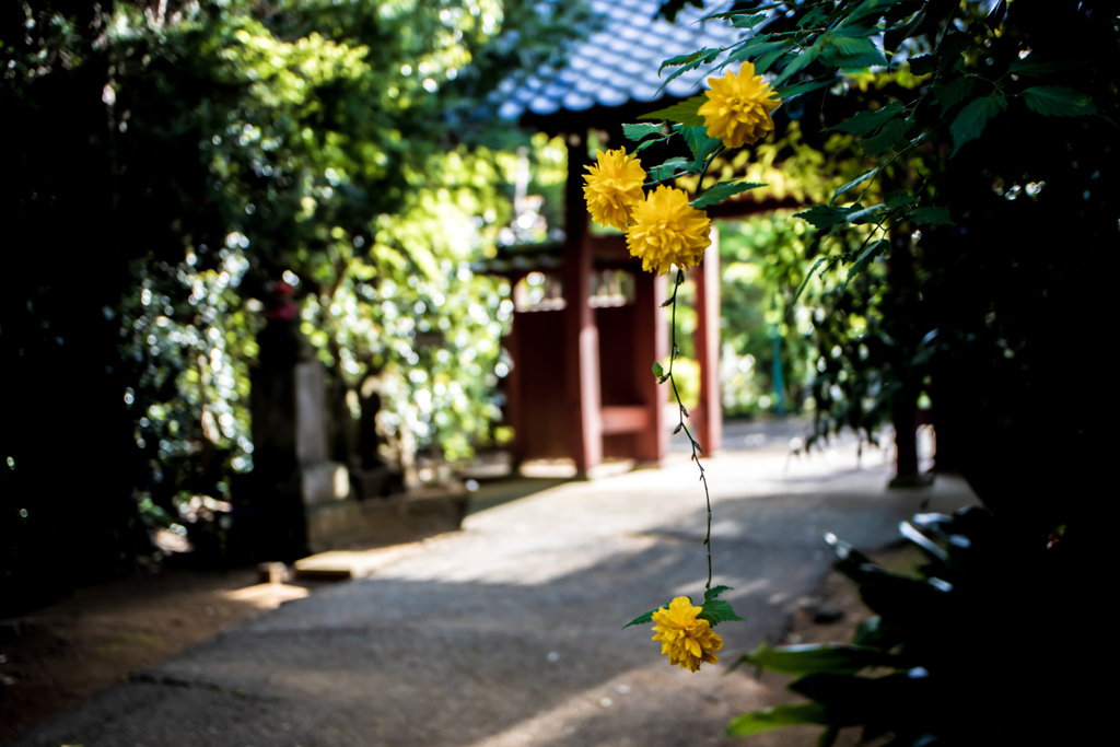 道端の山吹