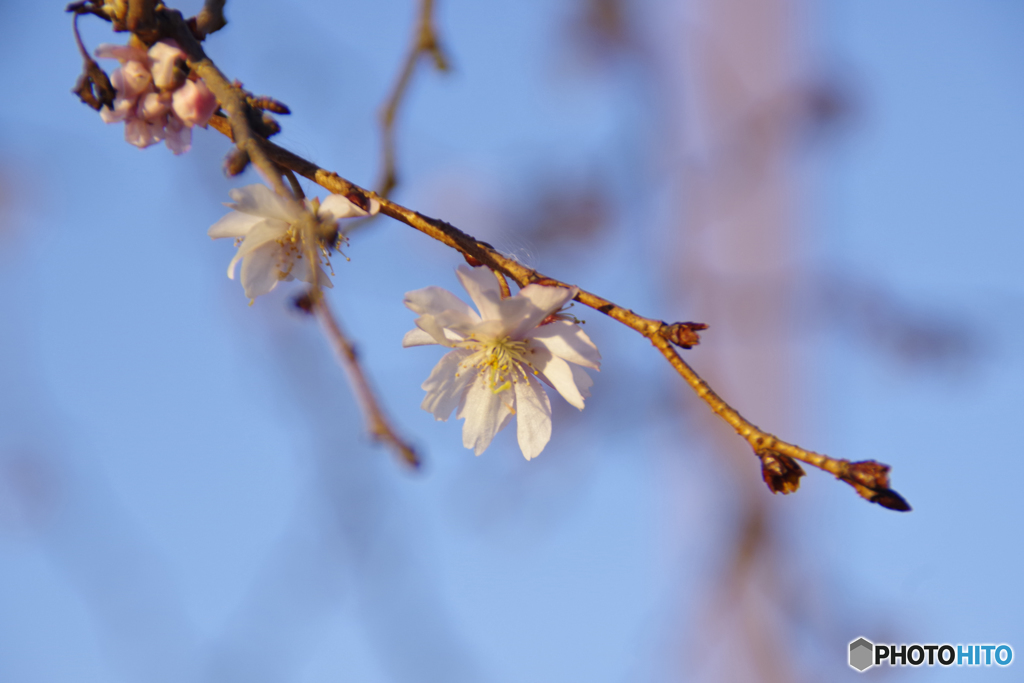 河津桜