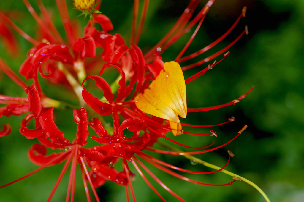 曼珠沙華　