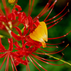曼珠沙華　