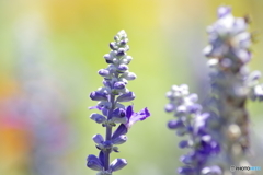 紫の花　メアリーセージ