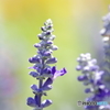 紫の花　メアリーセージ