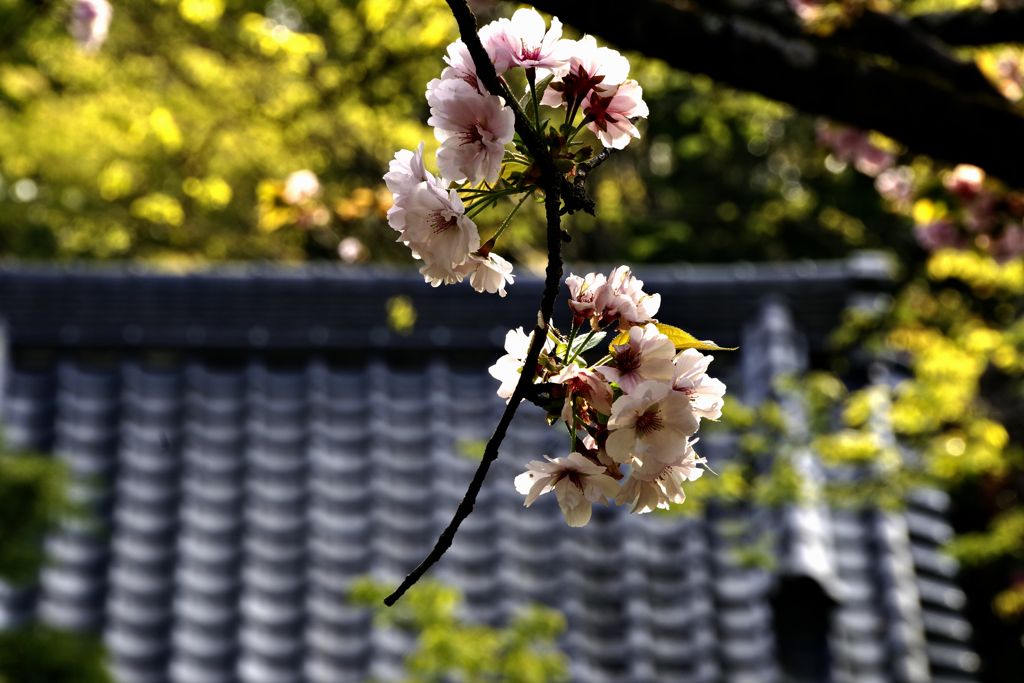 瓦屋根と櫻