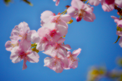 桜青空