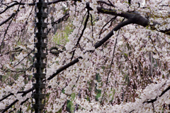 桜　櫻　さくら