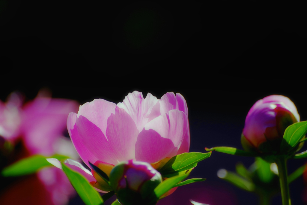 天上の芍薬