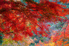 紅葉