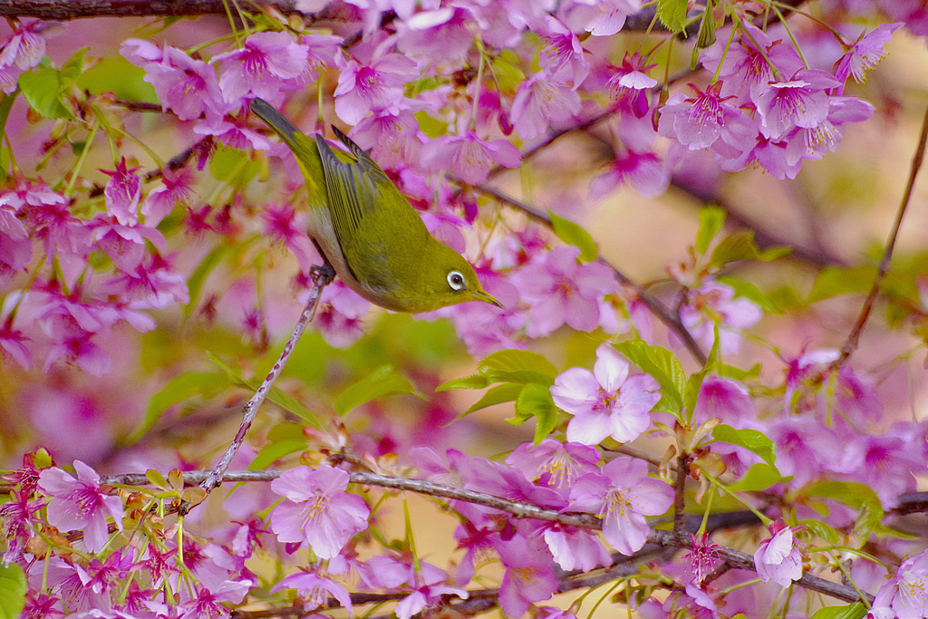 桜の中のメジロ