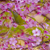 桜の中のメジロ
