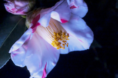 _MG_3190dd