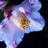 _MG_3190dd