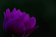 good 　night