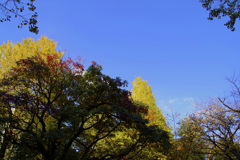 都内の紅葉