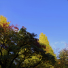 都内の紅葉