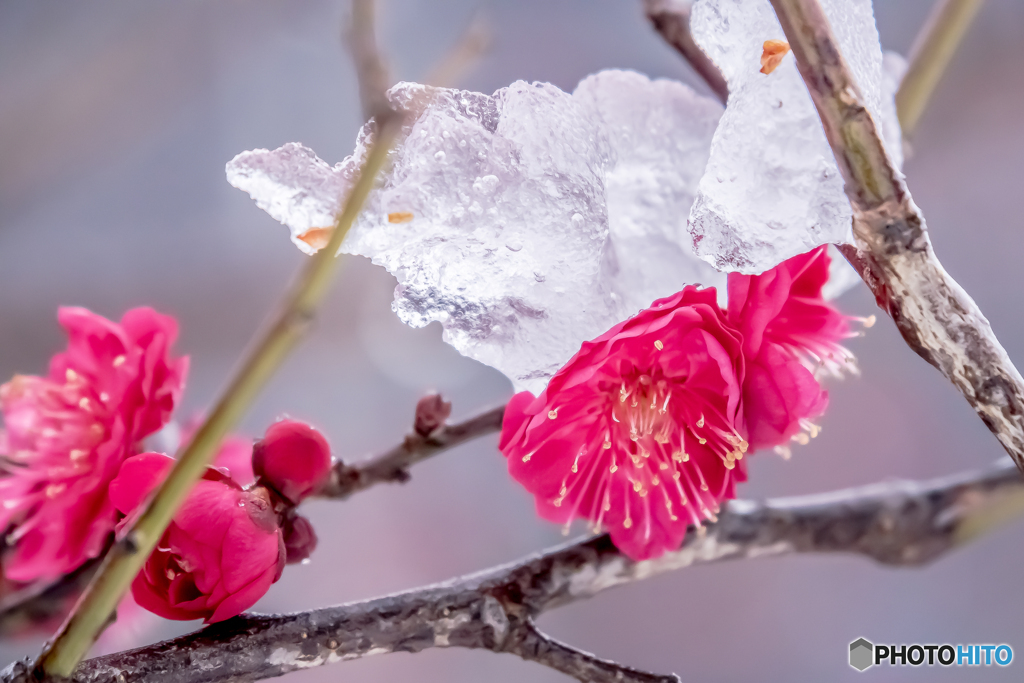 雪の朝