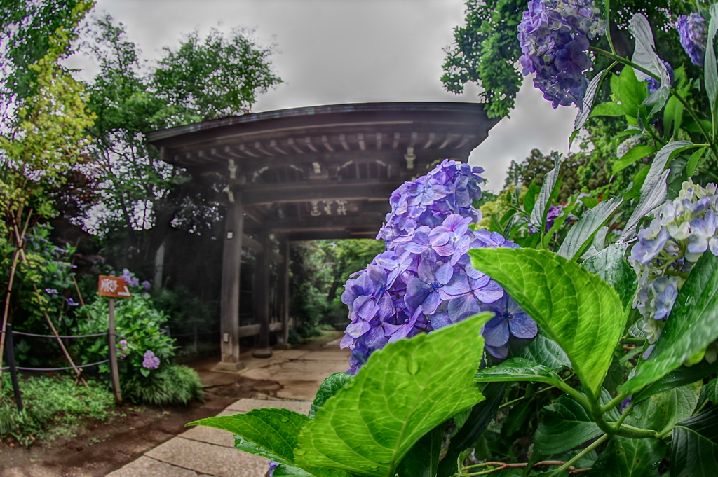 千葉の　あじさい寺