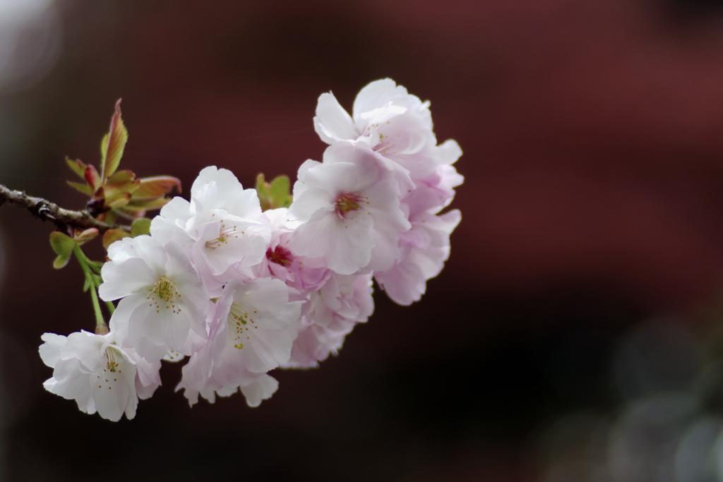 八重桜花