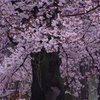 早朝　清龍院