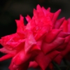 自治会長の薔薇
