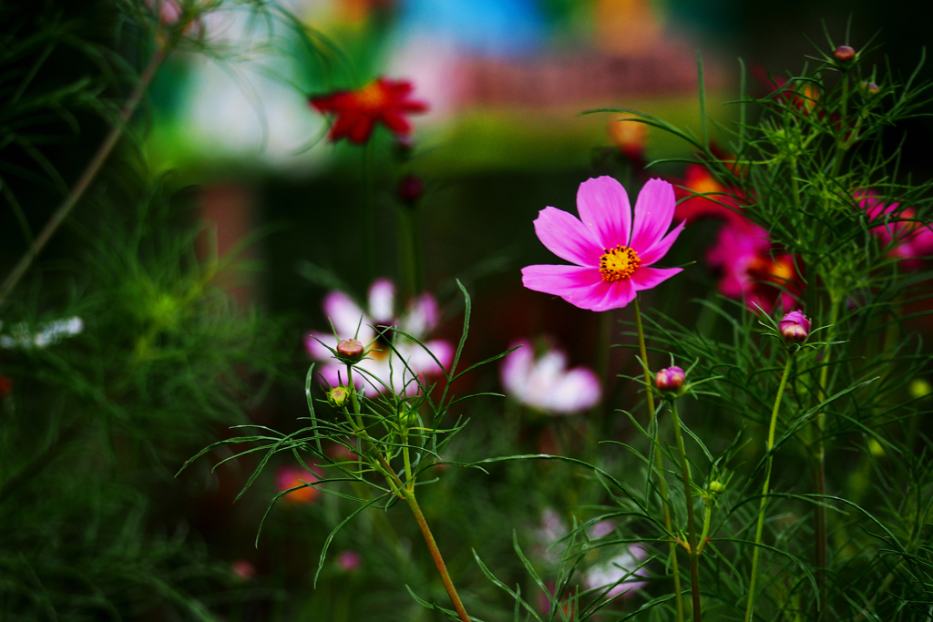 秋の花壇