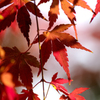 紅葉　影