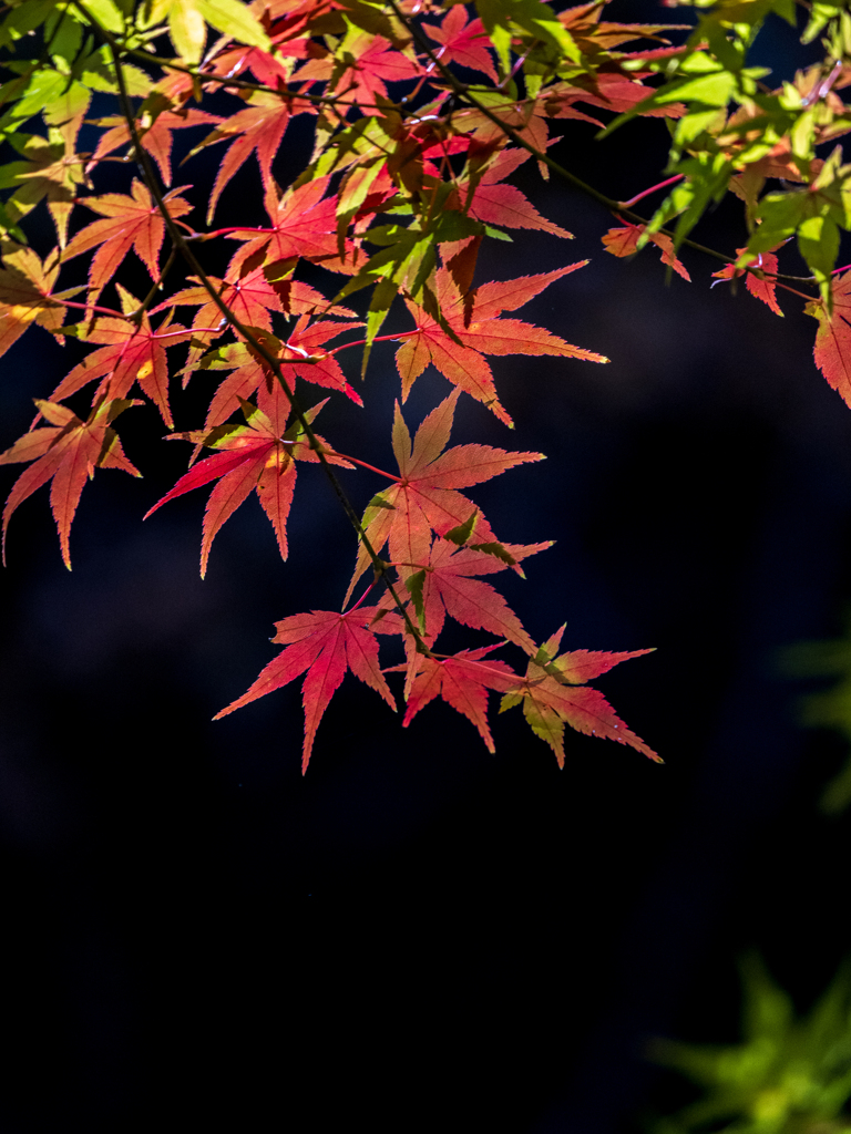 椛