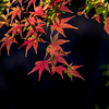 椛