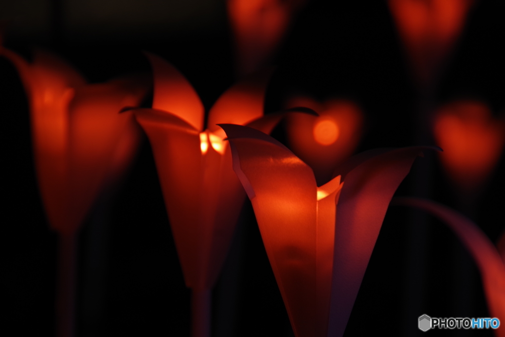 夜の花びら