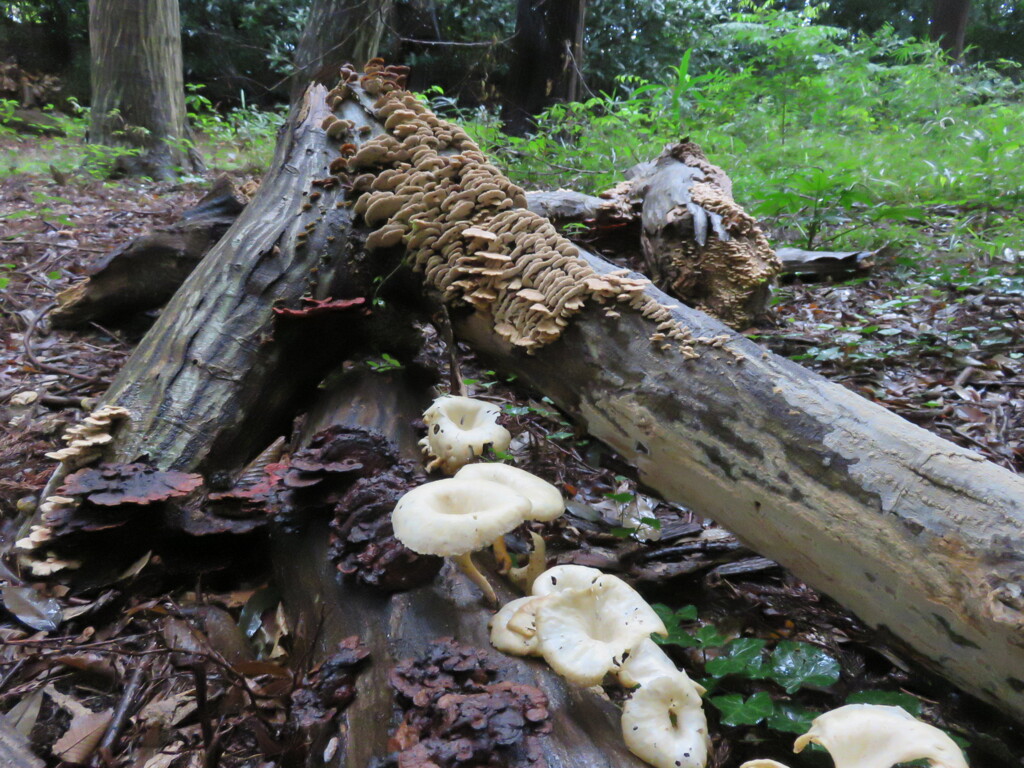 キノコの花盛り