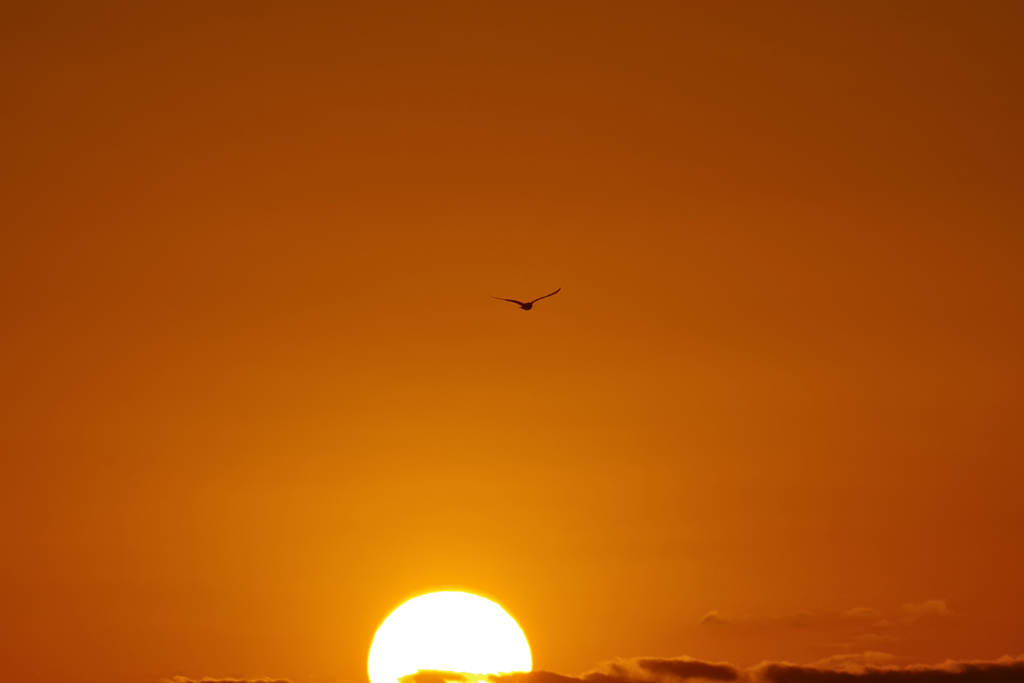 朝の初ｆｌｉｇｈｔ