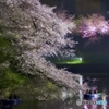 江戸城千鳥ヶ淵　　夜桜