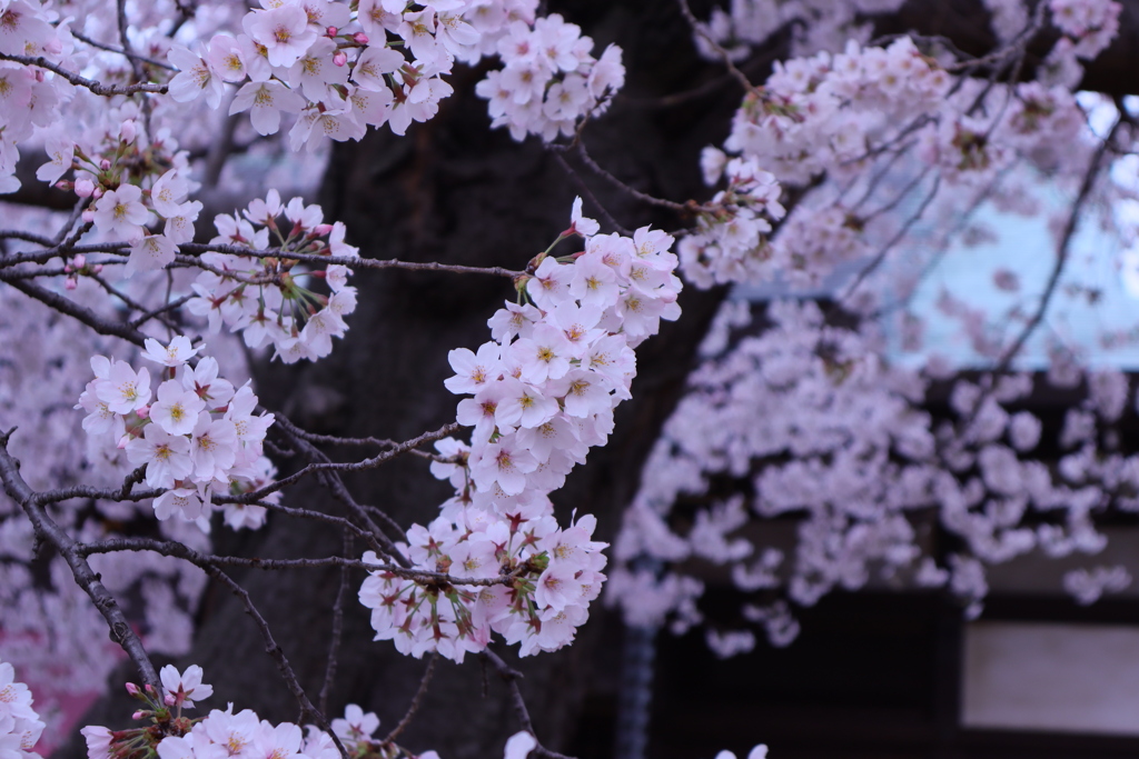 桜