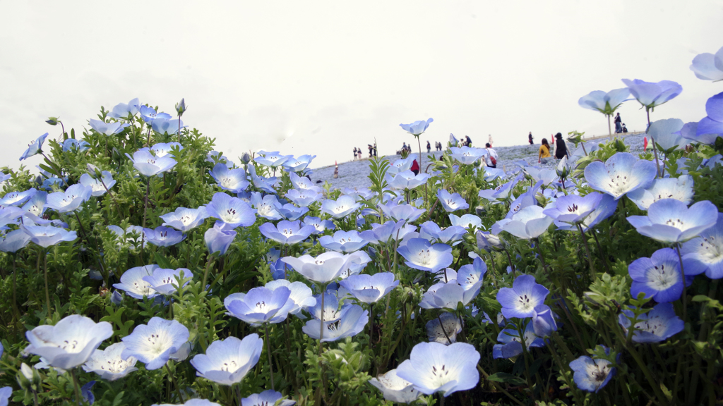 蒼と碧の花畑