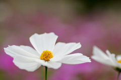 秋桜