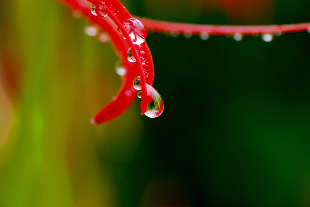 雨上がり