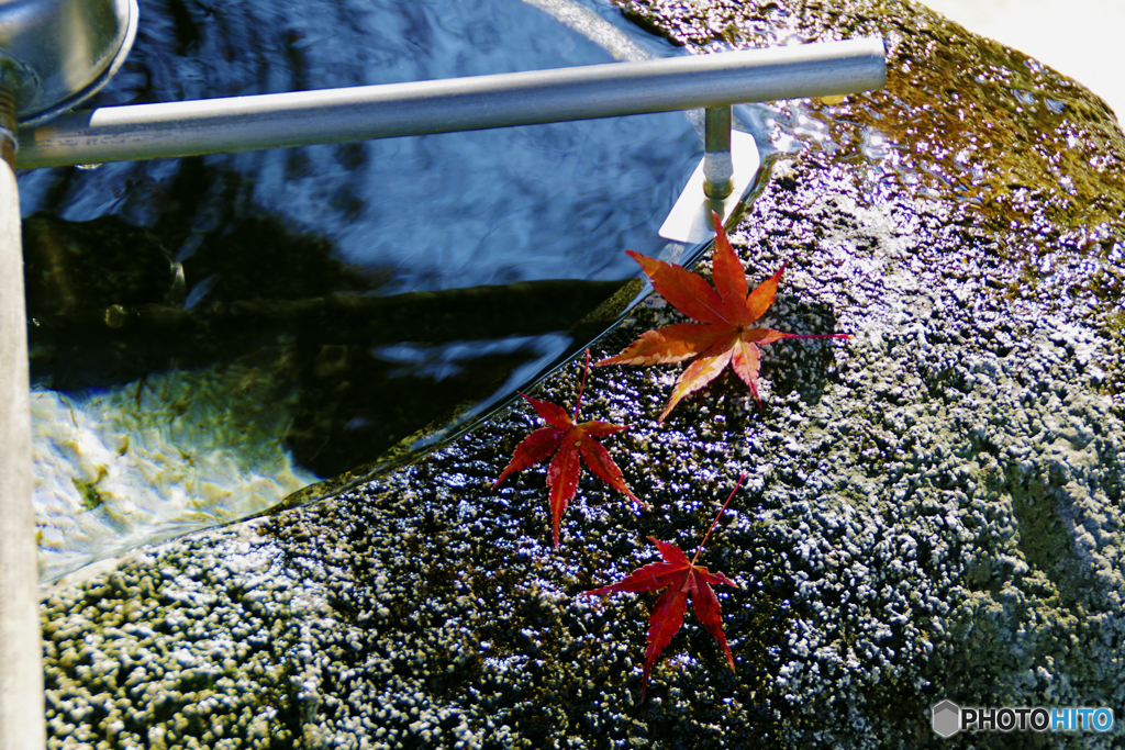 水の波紋に紅葉