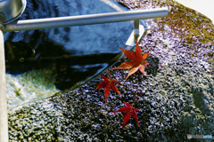 水の波紋に紅葉