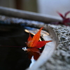 紅葉落水