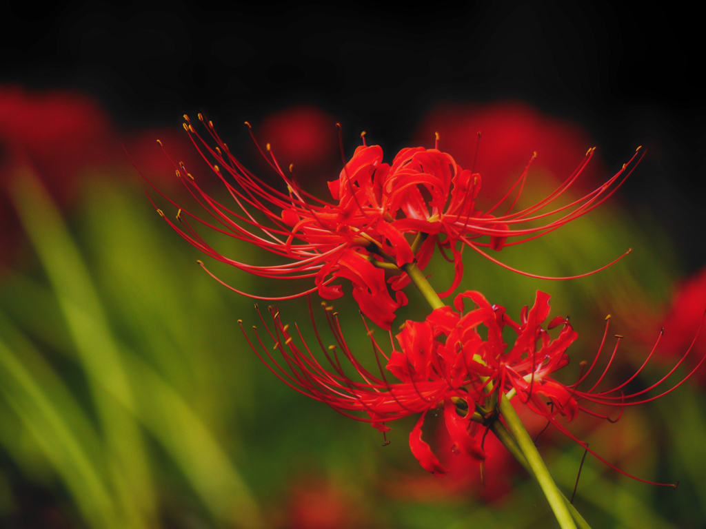 紅の花畑