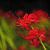 紅の花畑