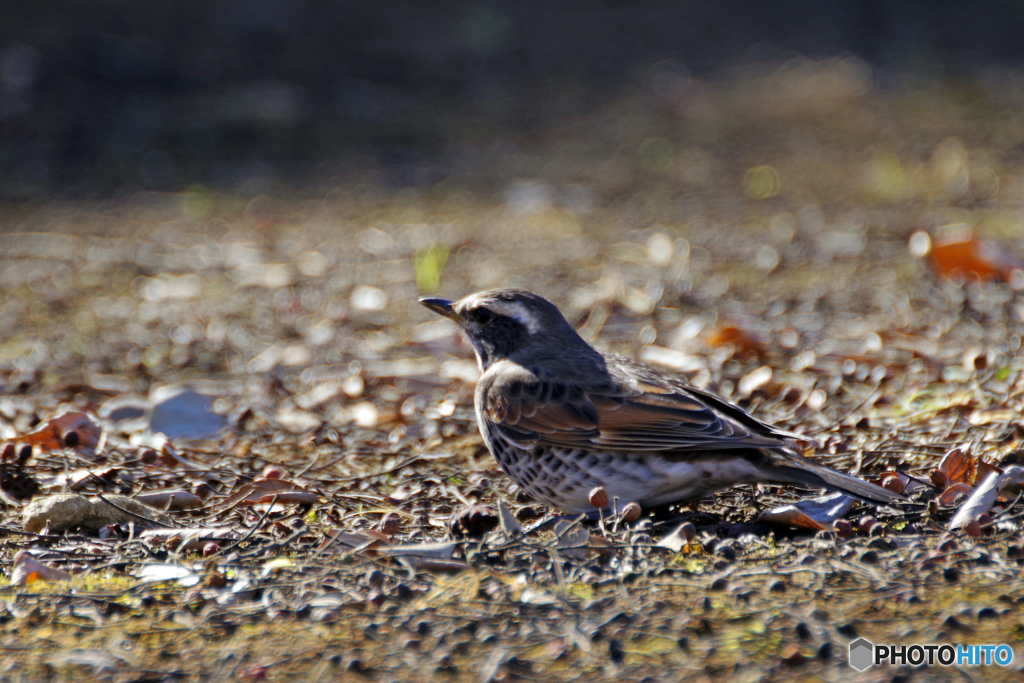 風に転がったツグミ