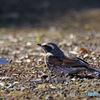 風に転がったツグミ