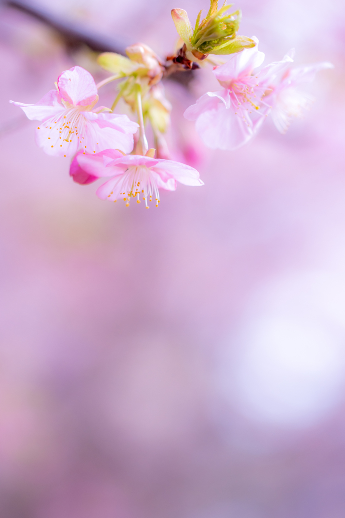 満開